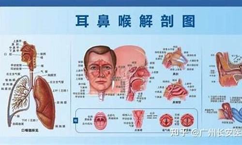 耳鼻喉科主要看什么病咳嗽_耳鼻喉科主要看